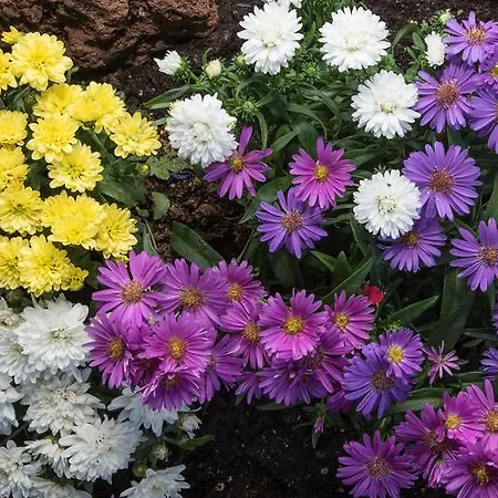 Alpenrose 3* Zöblen