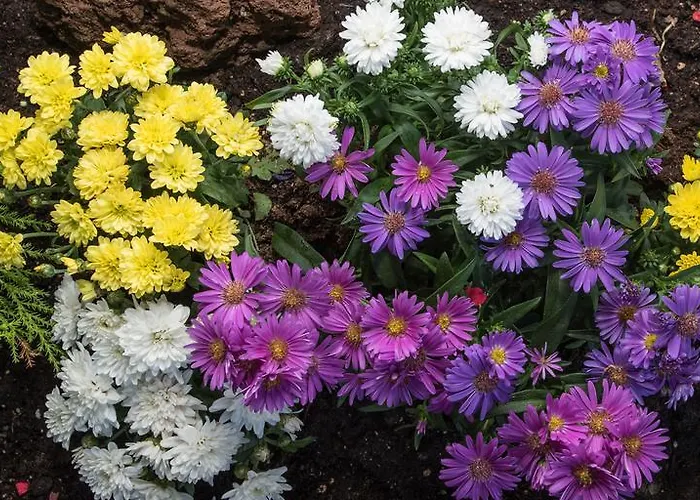 Alpenrose 3* Zöblen